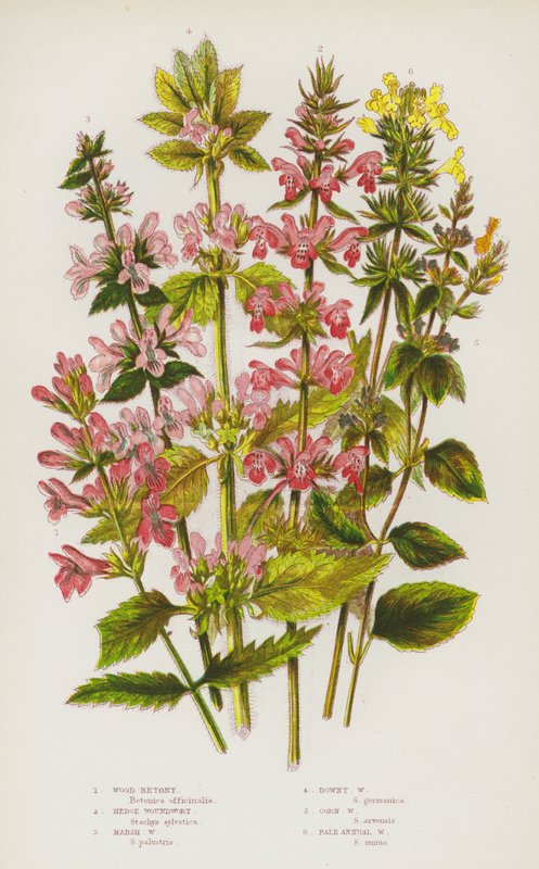 Nagy-Britannia virágos növényei: Betony, Hedge Woundwort, Marsh Woundwort, Downy Woundwort, Corn Woundwort, Halvány egynyári sebfű (színes litho) alkotó: English School