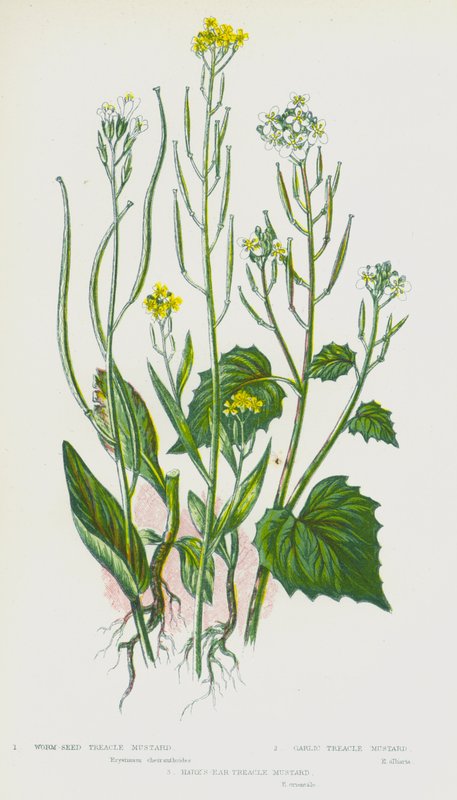 Nagy-Britannia virágos növényei: féregmagos melaszmustár, fokhagymás melaszmustár, nyúlfülű melaszmustár (színes litho) alkotó: English School