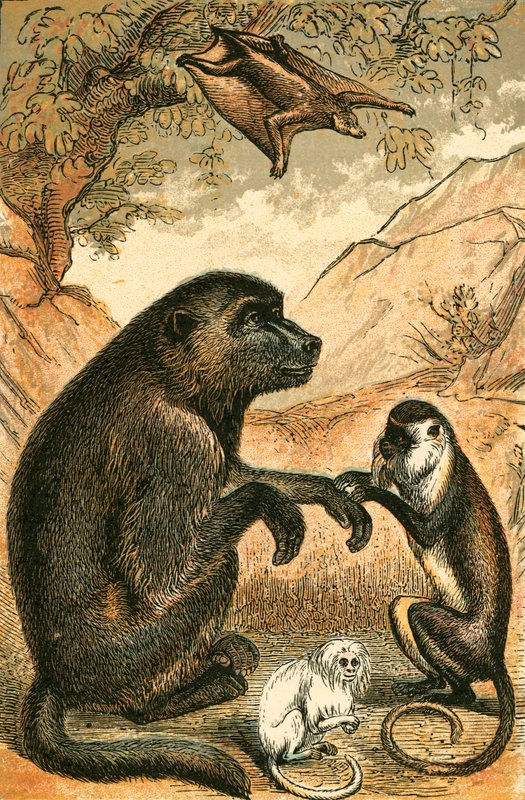 Repülő lemúr, pávián, Diana majom és mormota alkotó: English School