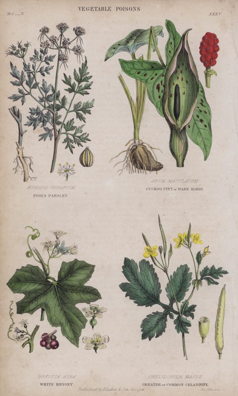 Bolondok petrezselyem; Kakukk Pint vagy Wake Robin; White Bryony; Nagy vagy közönséges celandin alkotó: English School