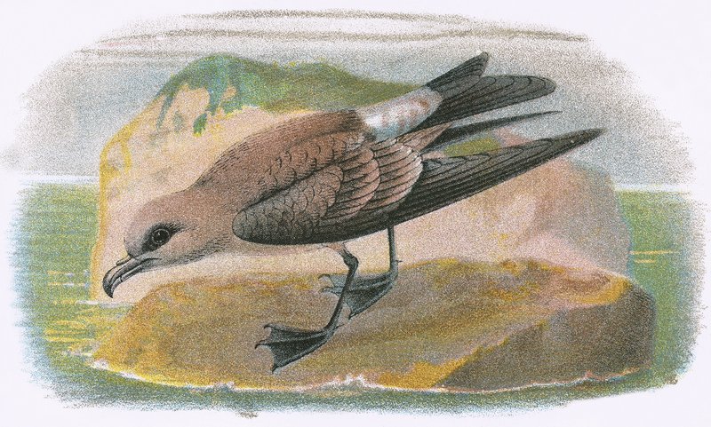 Villafarkú Petrel alkotó: English School