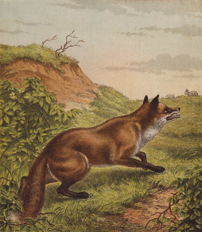 Fox (színes litó) alkotó: English School