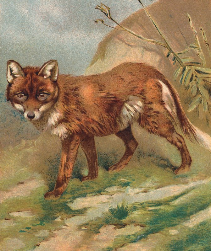 Róka (színes litográfia) alkotó: English School
