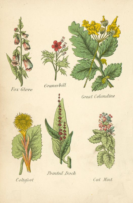 Fox Glove, Granesbill, Great Cetandine, Coltsfoot, Pointed Dock, Cat Mint (színes litográfia) alkotó: English School