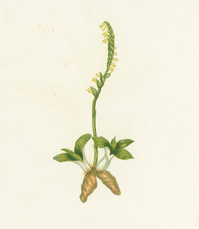 Illatos Ladys Tresses, Neottia Spiralis alkotó: English School