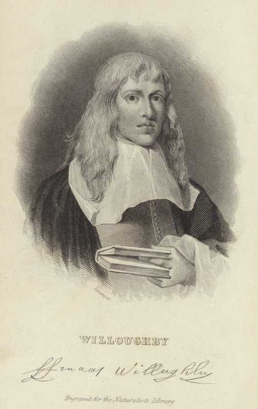 Francis Willughby alkotó: English School