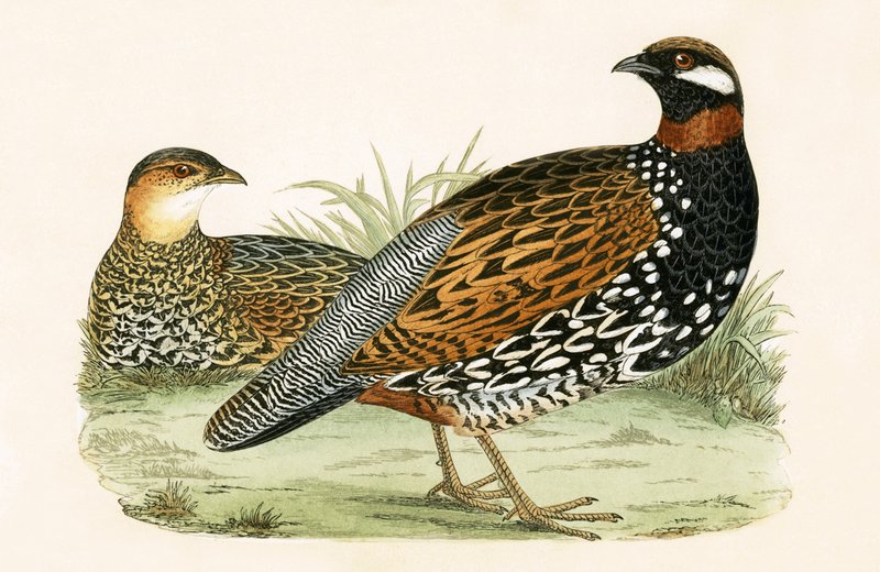 Francolin, illusztrációja Charles Robert Bree (1811-86) "Európa madarainak története, amelyeket nem figyeltek meg a Brit-szigeteken" című könyvéből, 1867-ben megjelent alkotó: English School