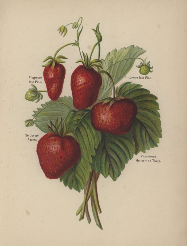 Frogmore néhai Pine, Sir Joseph Paxton, Vicomtesse Hericart de Thury alkotó: English School