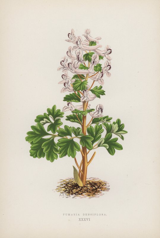 Fumaria Densiflora (színes tagok) alkotó: English School