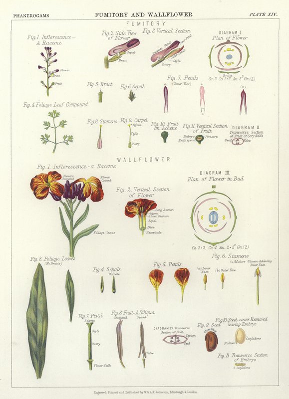 Fumitory és Wallflower alkotó: English School