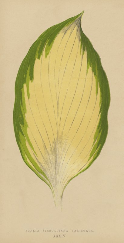 Funkia Sieboldiana Variegata alkotó: English School