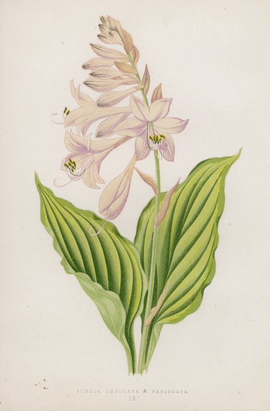 Funkia Undulata; B Variegata (színes litográfia) alkotó: English School