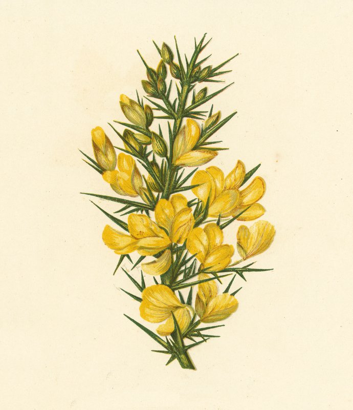 Furze, Ulex Europaeus (színes litográfia) alkotó: English School