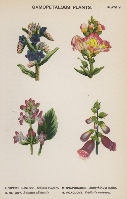 Gamopetalous növények (színes litho) alkotó: English School