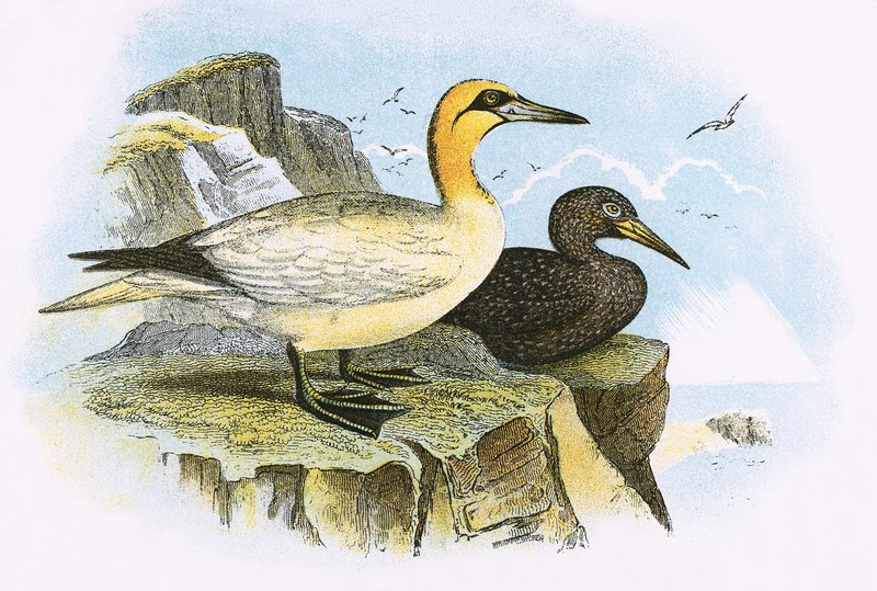 Gannet alkotó: English School