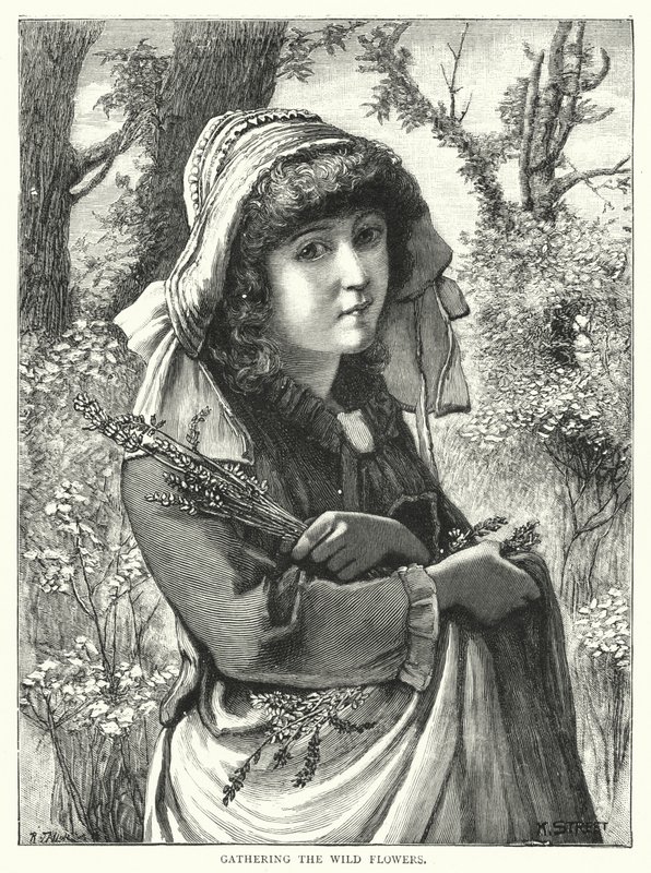 Vadvirágok gyűjtése (metszet) alkotó: English School