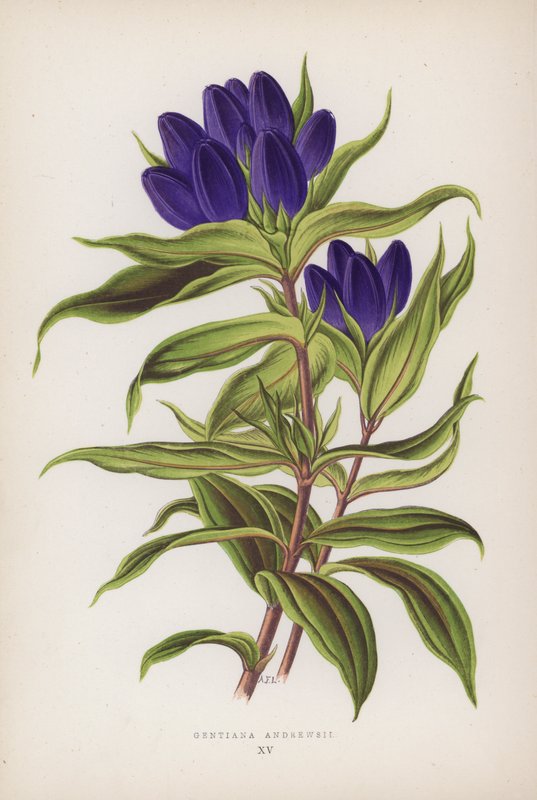 Gentiana Andrewsii (színes litográfia) alkotó: English School