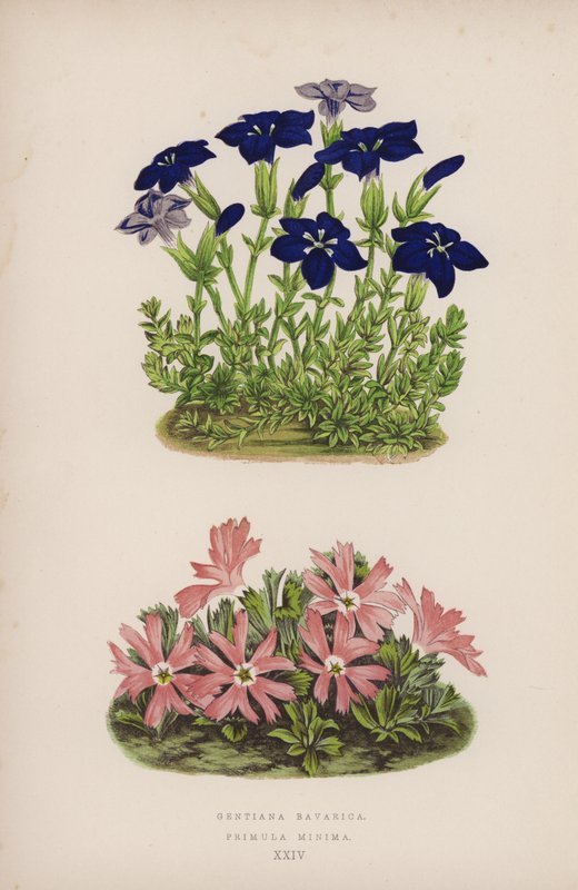 Gentiana Bavarica; Primula Minima (színes litho) alkotó: English School