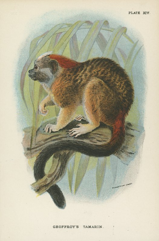 Geoffroys Tamarin alkotó: English School