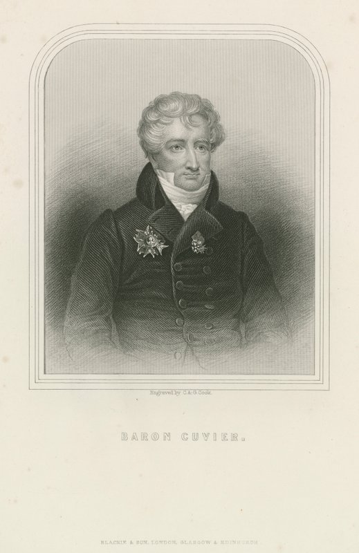 Georges Cuvier francia természettudós és zoológus (metszet) alkotó: English School