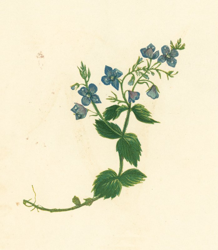 Germander Speedwell, Veronica Chamaedrys (színes litó) alkotó: English School