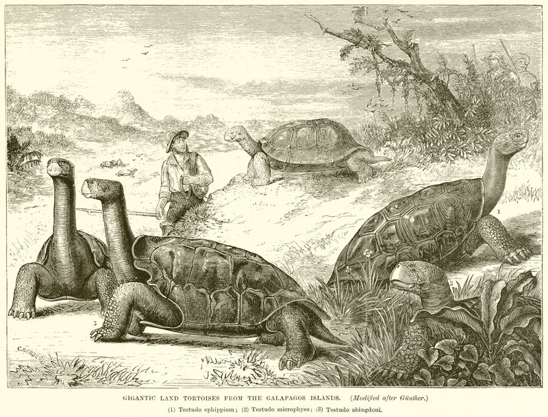 Óriási szárazföldi teknősök a Galápagos-szigetekről alkotó: English School