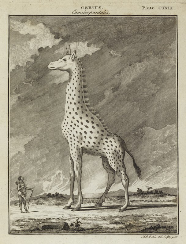 Zsiráf (Cervus camelopardalis) alkotó: English School