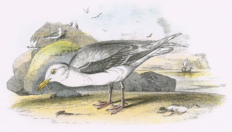 Glaucous sirály alkotó: English School
