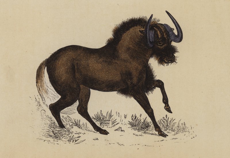 Gnu (színes litográfia) alkotó: English School