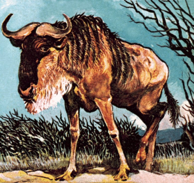 Gnu vagy gnú alkotó: English School