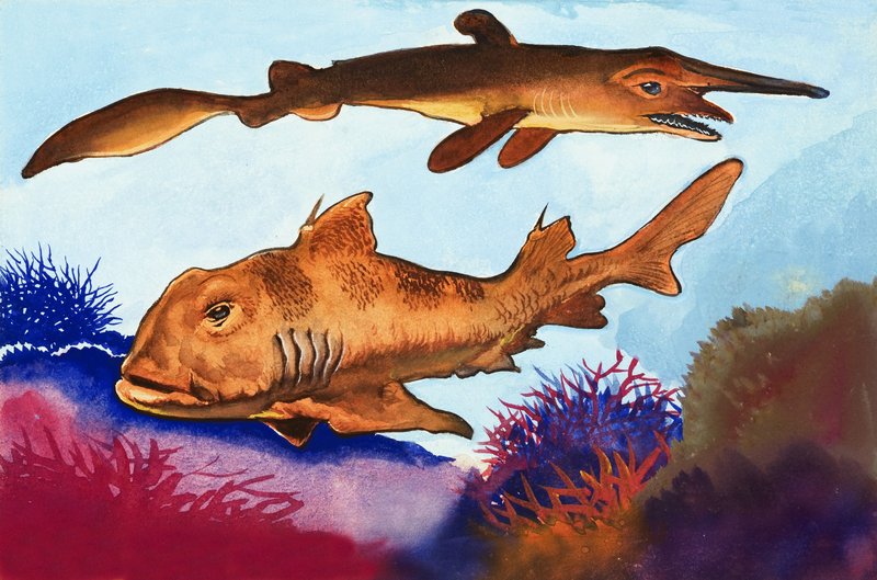 Goblin Shark és Port Jackson Shark alkotó: English School