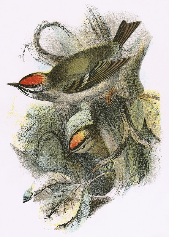 Goldcrest (alul) és Firecrest (fent) alkotó: English School