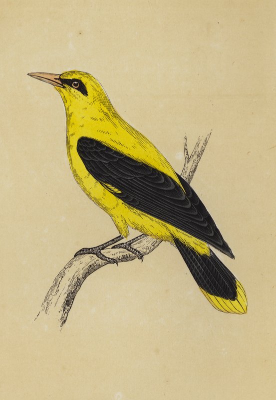 Golden Oriole (színes litográfia) alkotó: English School