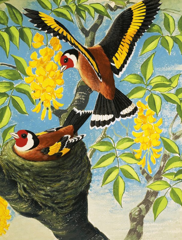 Goldfinch alkotó: English School