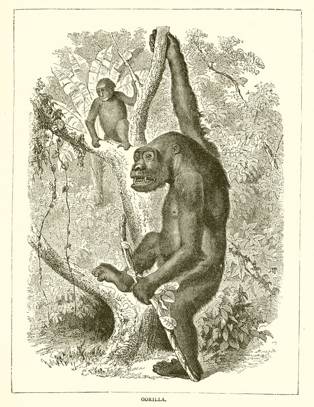 Gorilla alkotó: English School