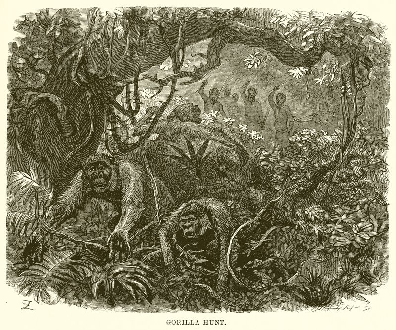 Gorilla vadászat alkotó: English School