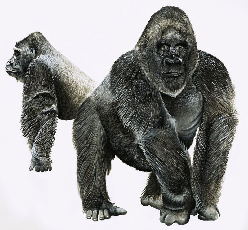 Gorillák alkotó: English School