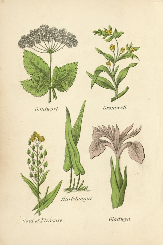 Goutwort, Gromwell, Hartstongue, Gold of Pleasure, Gladwyn alkotó: English School