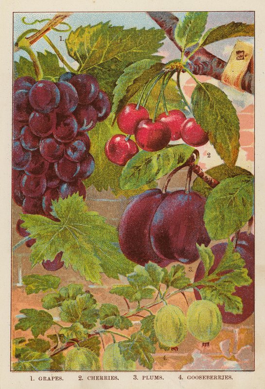 Szőlő; cseresznye; szilva; egres (színes litográfia) alkotó: English School
