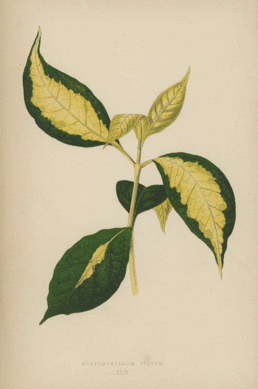 Graptophyllum Pictum alkotó: English School