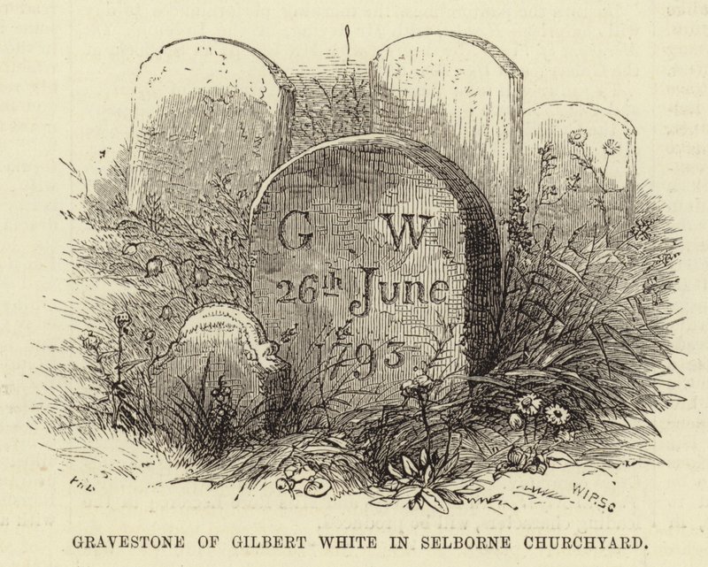 Gilbert White sírköve a selborne-i temetőben (metszet) alkotó: English School