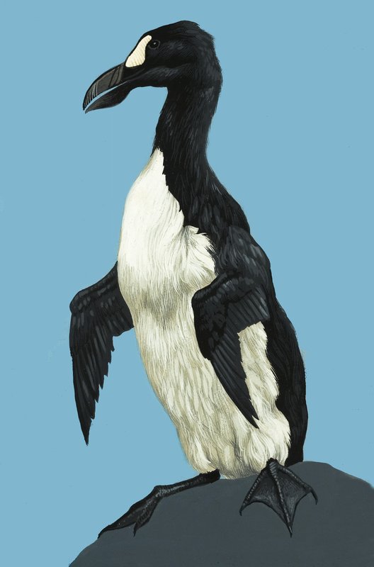 Nagy Auk alkotó: English School