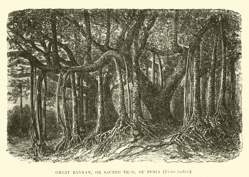 Nagy Banyan, vagy szent fa, India, Ficus indica alkotó: English School