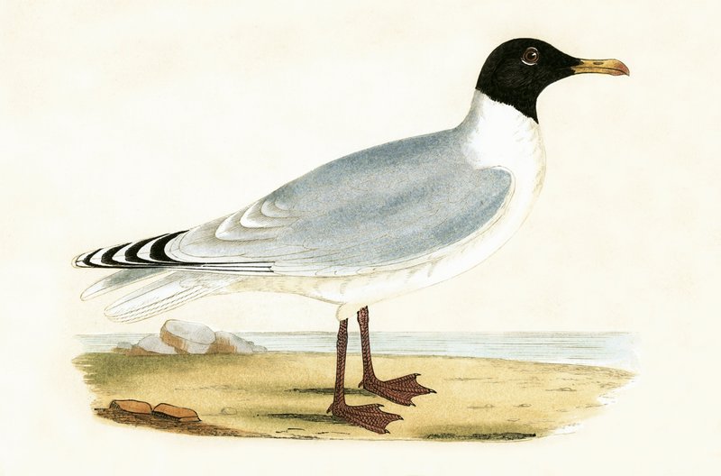 Nagy feketefejű sirály, illusztrációja Charles Robert Bree (1811-86) „Európa madarainak története, amelyeket nem figyeltek meg a Brit-szigeteken” című művéből, 1867. alkotó: English School