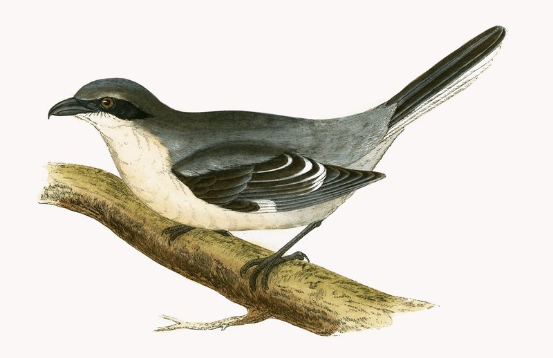Great Grey Shrike, illusztrációja Charles Robert Bree (1811-86) „Európa madarainak története, amelyeket nem figyeltek meg a Brit-szigeteken” című művéből, 1867. alkotó: English School