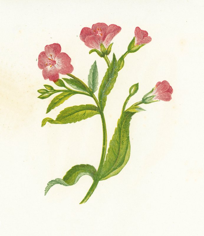 Nagy szőrös fűzfű, Epilobium Hirsutum alkotó: English School