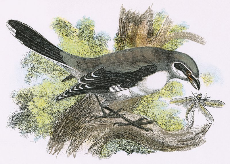 Nagy szürke Shrike alkotó: English School
