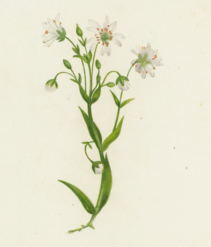 Nagy boglárka, Stellaria Holostea (színes litho) alkotó: English School