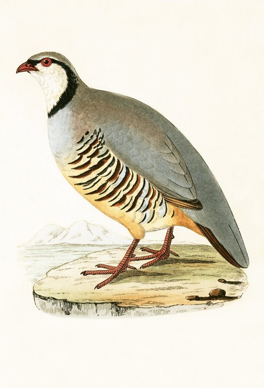 Görög Partridge, Charles Robert Bree (1811-86) „Európa madarainak története, amelyeket nem figyeltek meg a Brit-szigeteken” című művéből illusztráció, 1867 alkotó: English School
