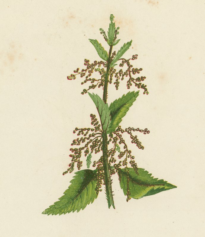 Zöld csalán, Urtica Dioica (színes litográfia) alkotó: English School